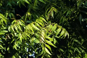 Neem Tree - leaves