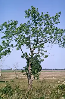 Neem Tree - the neem tree has proven medicinal properties, being anthelmintic, antifungal, antidiabetic, antibacterial, antiviral, anti-infertility, and sedative