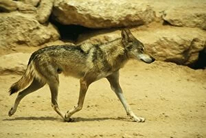 Images Dated 24th June 2004: Negev Wolf Israel