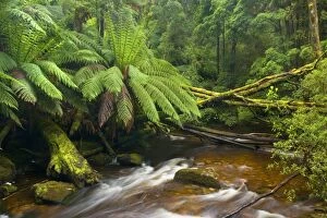 Nelson Falls creek meanders through lush, cool temperate rainforest, which is dominated by ferns and lichen and moss-covered trees
