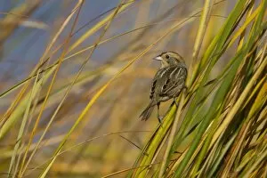 Images Dated 26th October 2010: Nelson's / Nelson's Sharp-tailed Sparrow - in fall migration in spartina grass - October