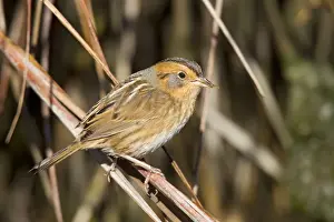 Sharp Tailed Prints: Nelson's / Nelson's Sharp-tailed Sparrow - in fall migration in spartina grass - October - Connecticut - USA