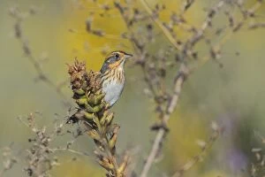 Ammodramus Gallery: Nelson's Sparrow during fall migration in Connecticut