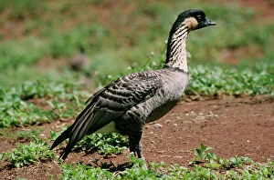Images Dated 29th May 2009: Nene / Hawaiian Goose KEL 1277 Endangered, once nearly extinct. Endemic to Hawaii