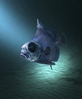 Undersea Gallery: Neocyttus helgae, False boarfish, swimming. Deep