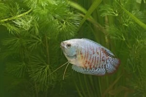 Images Dated 31st October 2005: Neon Blue Dwarf Gourami – variant of dwarf – male side view by weeds Dist