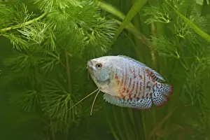 Gourami Prints: Neon Blue Dwarf Gourami – variant of dwarf – male side view by weeds Dist: originally Asia UK 002374
