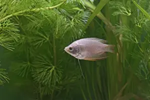 Gourami Prints: Neon Red Dwarf Gourami – variant of dwarf – female side view by weeds Dist: originally Asia UK 002373