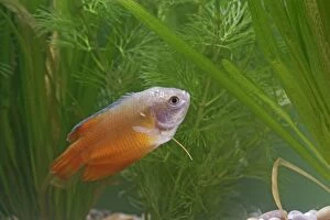 Images Dated 31st October 2005: Neon Red Dwarf Gourami – variant of dwarf – male side view by weeds Dist: originally Asia UK
