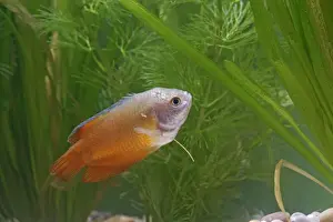 Gourami Prints: Neon Red Dwarf Gourami – variant of dwarf – male side view by weeds Dist: originally Asia UK