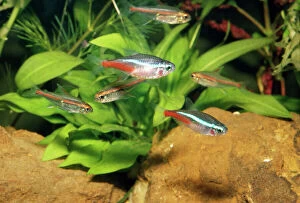 Aquarium Fish Collection: Neon Tetra Aquarium fish