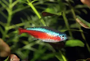 Neon Tetra - Blackwater rivers, South America (Solimoes River)
