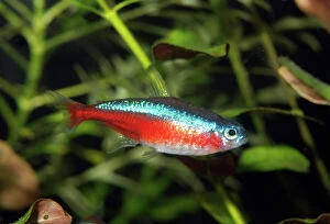 Aquarium Fish Collection: Neon Tetra - Blackwater rivers, South America (Solimoes River)