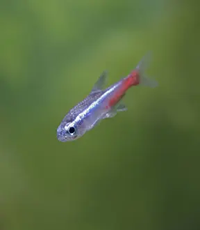 Tetra Prints: Neon tetra – side view, tropical freshwater South America