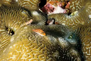 Triplefin Prints: Neon triplefin (Helcogramma striata). Similan Islands, Andaman Sea, Thailand