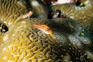 Neon triplefin (Helcogramma striata). Similan Islands, Andaman Sea, Thailand
