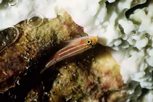 A neon triplefin (Helcogramma striata) sits upside down under a table coral (Acropora species). Rib Reef, Great Barrier Reef Marine Park, Queensland, Australia