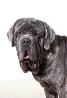 Texture Prints: Neopolitan Mastiff Dog JD 13788 M © John Daniels / ardea. com