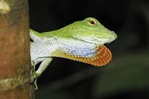 Images Dated 20th March 2006: Neotropical Green Anole Braulio Carillo N.P. Costa Rica