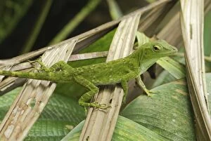 Images Dated 20th March 2006: Neotropical Green Anole Braulio Carillo N.P. Costa Rica