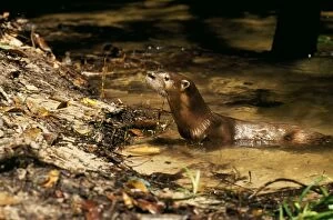Images Dated 18th August 2006: Neotropical Otter Amazonas, Brazil, South America