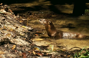 Images Dated 18th August 2006: Neotropical Otter Amazonas, Brazil, South America