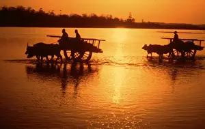 Bullock Prints: Nepal - loaded bullock carts crossing Rapti river at sunset Nepal