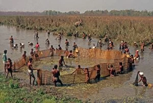 Bamboo Gallery: Nepal - Tharu villagers community fishing using