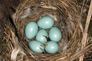 Redstart Prints: Nest and eggs of Common Redstart. Alsace, France
