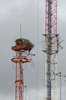 Images Dated 8th April 2005: Nest of Osprey on transmission mast. Kalbarri, W. Australia