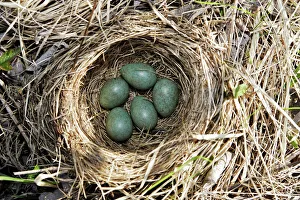Scandinavia Collection: Nest of Redwing. Varanger - Norway