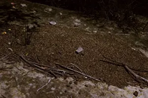 Nest of Southern meat or Gravel ants. A large mound nest of these ferocious ants may be one of many over a wide area