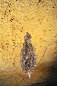 A nest of spider babies - Ankarana cave - Ankarana National Park - Northern Madagascar