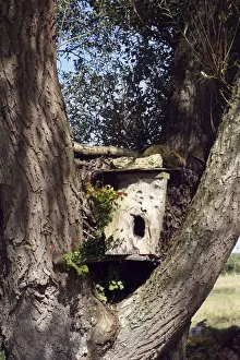 Nest Boxes Prints: Nestbox for owl - in tree. France