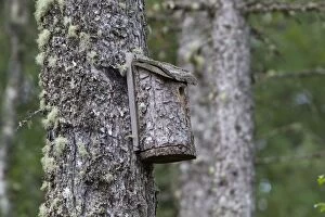 Images Dated 22nd August 2010: Nestbox - on a Pine Tree