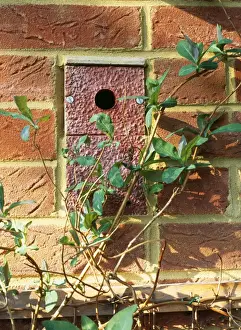 Nest Boxes Prints: Nestbox - for Tits, built into wall