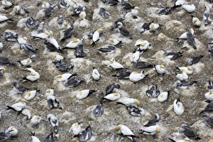 Images Dated 3rd February 2007: Nesting gannets - with juveniles at Muriwai gannet colony off west coast near Auckland