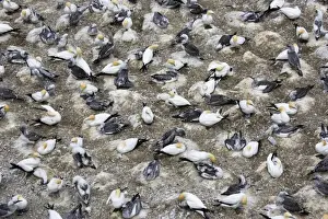 Auckland Prints: Nesting gannets - with juveniles at Muriwai gannet colony off west coast near Auckland