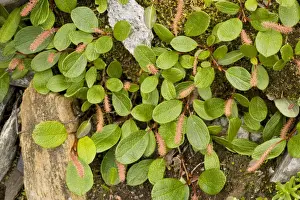 Net-leaved willow
