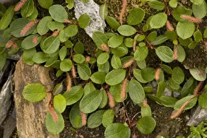 Woody Prints: Net-leaved willow (Salix reticulata). Sweden