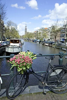 Bicycle Gallery: Netherlands, North Holland, Amsterdam, Tulips