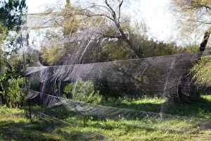 Trap Collection: Netting - to capture birds. France