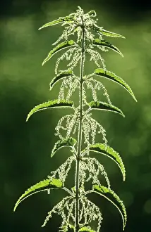 Nettle Prints: Nettle - flowering plant