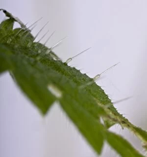 Images Dated 27th November 2008: Nettle - Stinging hairs