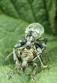 Images Dated 17th November 2008: Nettle Weevil - pair mating among nettle spines UK
