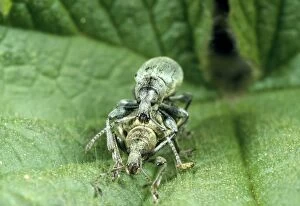 Images Dated 17th November 2008: Nettle Weevil - pair mating among nettle spines UK