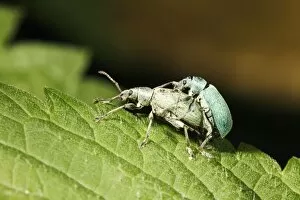 Images Dated 1st June 2009: Nettle Weevils - pair mating on nettle leaf