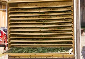 Saxon Prints: Nettles being dried in solar drier for use in herbal tea