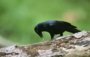Intelligence Prints: New Caledonian Crow JPF 12343 Using tool to dislodge worm Corvus moneduloides © Jean-Paul Ferrero / ARDEA LONDON
