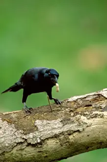 Intelligence Prints: New Caledonian Crow - Using tool to dislodge worms - New Caledonia JPF46236